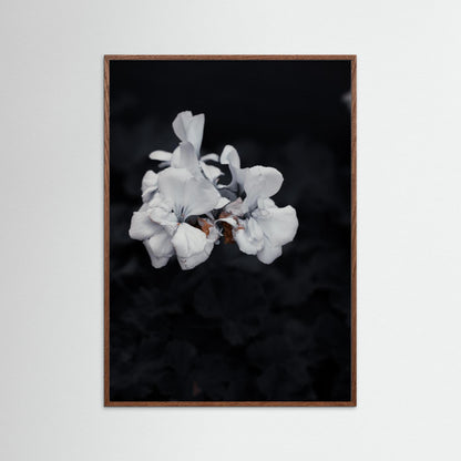 Quiet Bloom