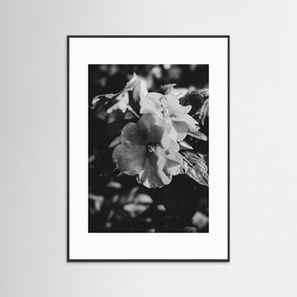 Stillness in Petals