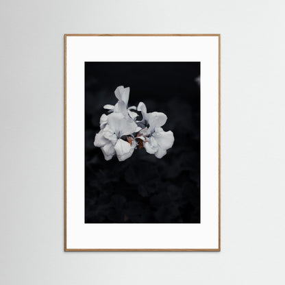Quiet Bloom