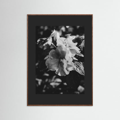 Stillness in Petals