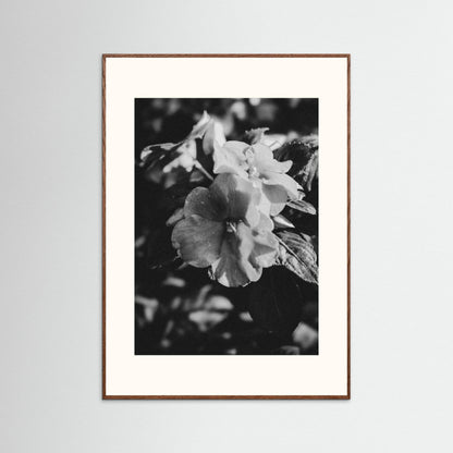Stillness in Petals