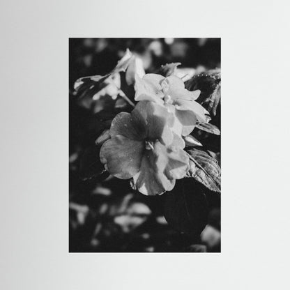 Stillness in Petals