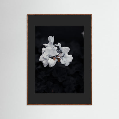 Quiet Bloom