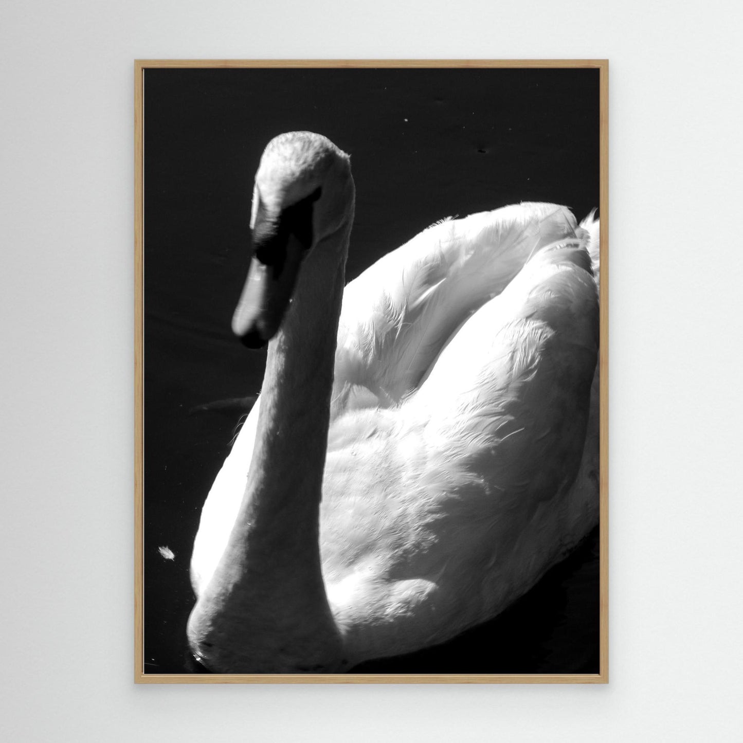 The swan