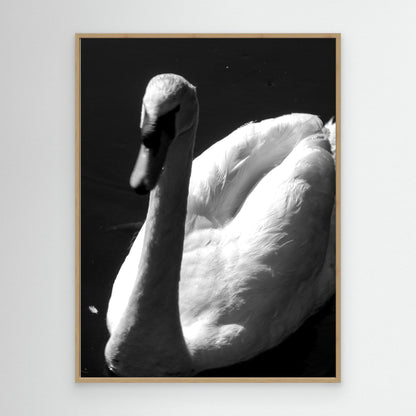 The swan