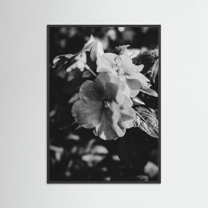 Stillness in Petals