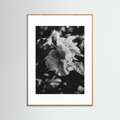 Stillness in Petals