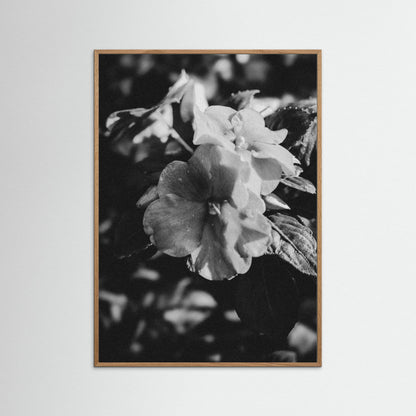 Stillness in Petals