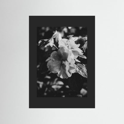 Stillness in Petals