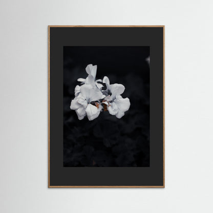 Quiet Bloom