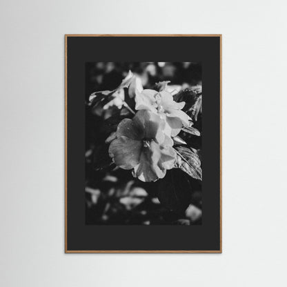 Stillness in Petals