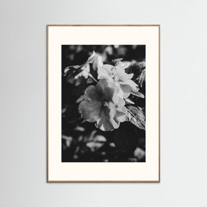 Stillness in Petals