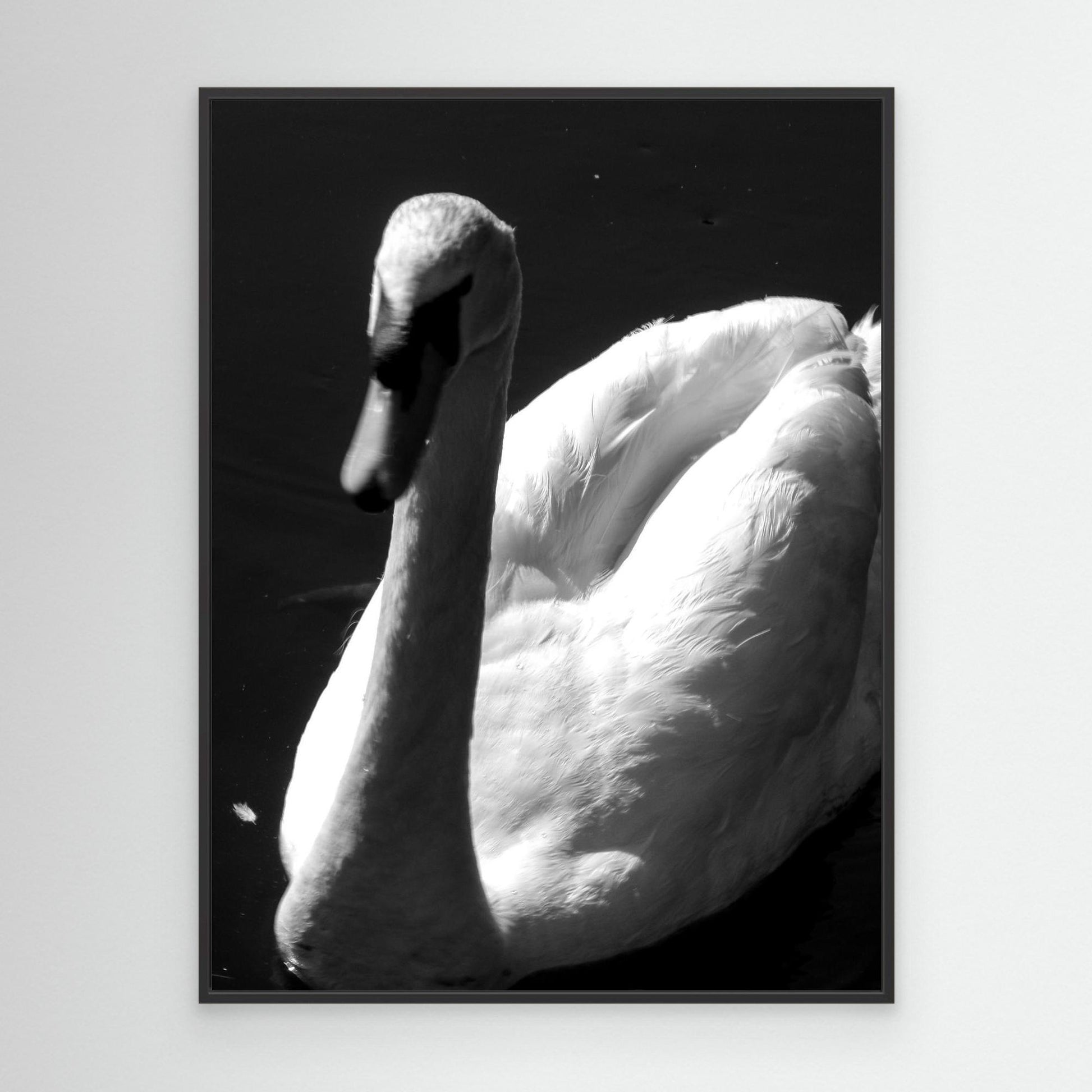 The swan