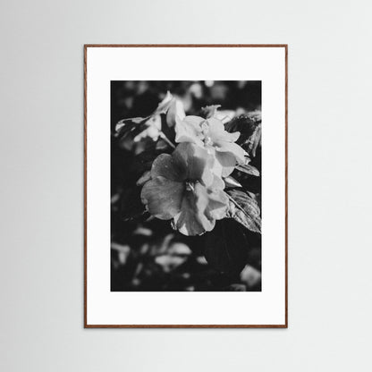 Stillness in Petals