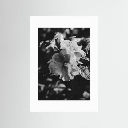 Stillness in Petals