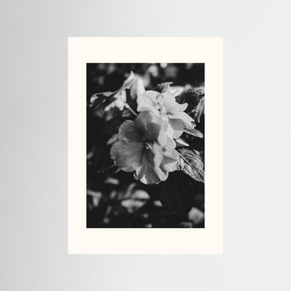 Stillness in Petals