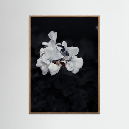 Quiet Bloom