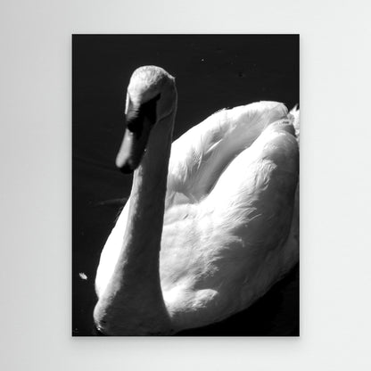 The swan