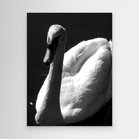 The swan