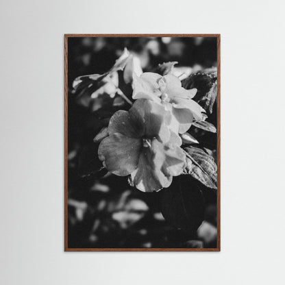 Stillness in Petals