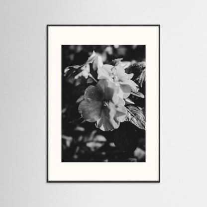 Stillness in Petals
